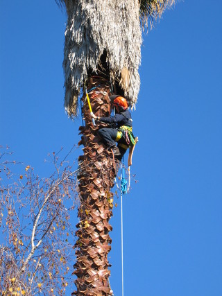 Washingtonia Climbing